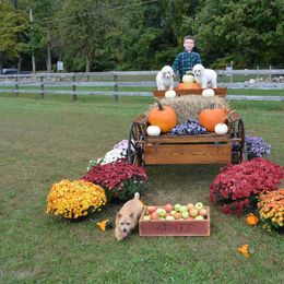 Poodle Puppies from D and D Standard Poodles