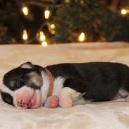 Chip - Black and tan male Pembroke Welsh Corgi puppy in Leonard, Texas from Southern Rose Corgis