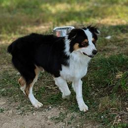 Tag - Australian Shepherd