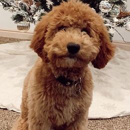 Goldendoodles from The Doodle Doggies