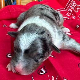 Annie - Blue merle female Australian Shepherd puppy in Stanford, Kentucky from Red Feather Aussies