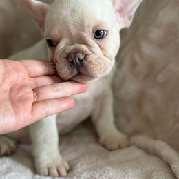 Cream Boy - French Bulldog puppy from Haynes French Bulldogs