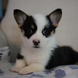 Girl 2 - Black and tan female Pembroke Welsh Corgi puppy in Vanzant, Missouri from Archer's Corgis