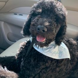 Labradoodles, Labrador Retrievers, and Poodles from Caney Fork Labs and Doodles
