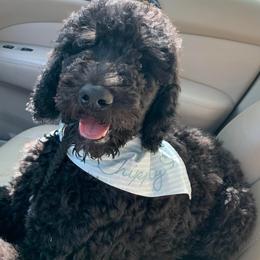 Labradoodles, Labrador Retrievers, and Poodles from Caney Fork Labs and Doodles