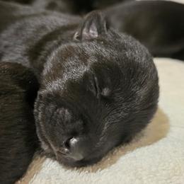 Male6 - Black male Scottish Terrier puppy in Conroe, Texas from Scotch McLaren Terriers