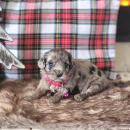 Meet Phoebe :) - Merle female Cavapoo puppy in Centerville, Iowa from Barnyard Dachshunds, Dals & Doodles