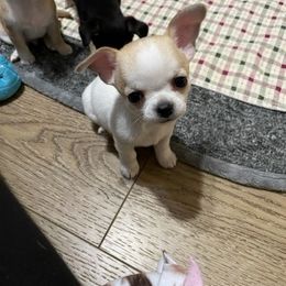 Chihuahua Puppies from Bravo Chihuahuas
