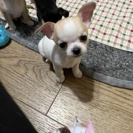 Chihuahua Puppies from Bravo Chihuahuas