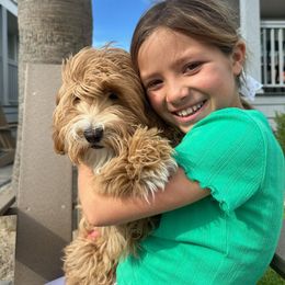 Goldendoodle All Grown Up from Golden Hearted Goldendoodles