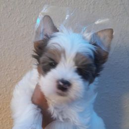 Shih Tzu and Yorkshire Terrier Puppies from Thorntons Fur Crew