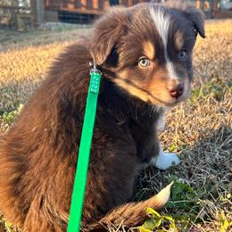 Dasher(has tail) - Red tri-color male Australian Shepherd puppy in Butler, Georgia from Aussies at Howling Hill Farm