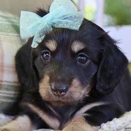 Lottie - Black and cream female Dachshund puppy in Wakarusa, Indiana from PuppyLove Dachshunds