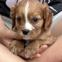 Paisley - Ruby female Cavalier King Charles Spaniel puppy in Shoals, Indiana from Willow Valley Farm