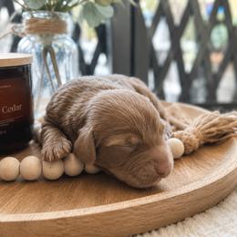 Skipper - Chocolate and tan male Dachshund puppy in Hialeah, Florida from Slinky Doxie 305