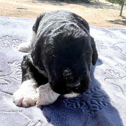 Poseidon - Parti male Poodle puppy in Meadowbrook, California from Standard Poodle Pups