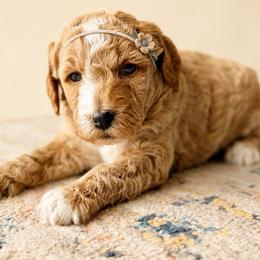 Riot - Red female Bernedoodle puppy in Santa Barbara, California from K+C Doodles