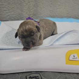 Purple collar - Gray brindle female Cane Corso puppy in Fritch, Texas from Carrie Brown's Cane Corsos