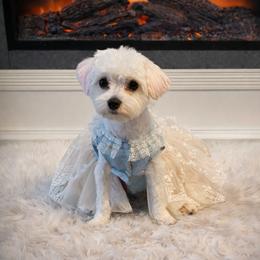 Icis - Maltese