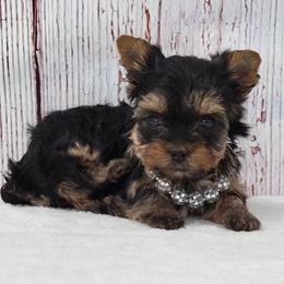 LaLa SMALL - Blue and gold female Yorkshire Terrier puppy in Monticello, Iowa from Ashley’s Puppies