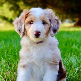 Dolce - Red merle female Aussiedoodle puppy in Decatur, Illinois from Signature Doodles