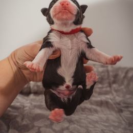 Australian Shepherd Puppies from Kelly Krew Aussies