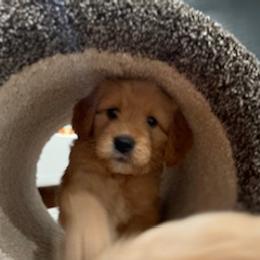 Goldendoodle Puppies from South Georgia Golden Doodle Ranch LLC