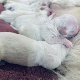 Golden Retriever Puppies from Firefly’s Retrievers