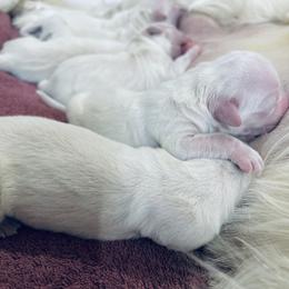 Golden Retriever Puppies from Firefly’s Retrievers