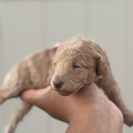 Carnation - Apricot female Poodle puppy in Deltona, Florida from Poodles by CNC