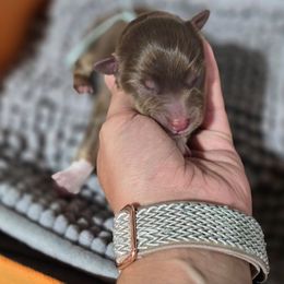 Mint collar girl - Red tri-color female Australian Shepherd puppy in Rainsville, Alabama from Chaparro Farm