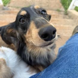 Benny - Dachshund
