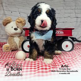 Artemis 'Arti' - Green Collar - Tri-color male Bernedoodle puppy in Jackson, Michigan from A Star is Born Doodles