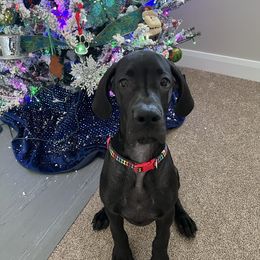 Great Dane Puppies from Dragon House Danes