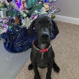 Great Dane Puppies from Dragon House Danes