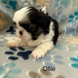 Ollie - Black and white male Shih Tzu puppy in Jasper, Indiana from Jacob’s Spoiled Shih Tzu