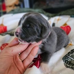 Dancer - White and gray female Newfoundland puppy in Ohio from Vermillion Newfoundlands