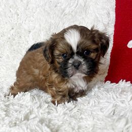 AKC Walker - Red male Shih Tzu puppy in Greenville, South Carolina from Babyface Shih Tzu