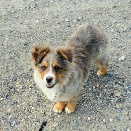 Kori - Miniature American Shepherd