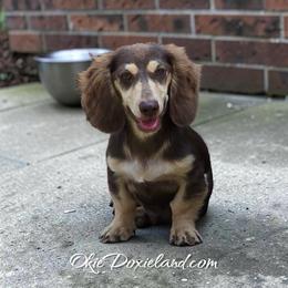 Marcus - Chocolate and cream male Dachshund puppy in Oklahoma City, Oklahoma from OkieDoxieland Dachshunds