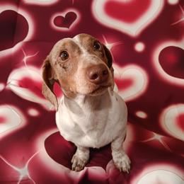 Peanut - Dachshund