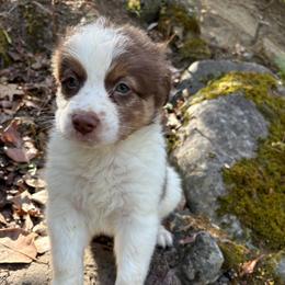 Lou - Red tri-color male Australian Shepherd puppy in Grants Pass, Oregon from Carmel Mountain Aussies