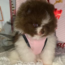 Pomeranian Puppies from Uniquepombabies