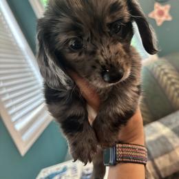 Dachshund Puppies from Memaw’s Minis Babies Doxies