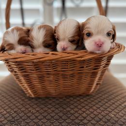 Cavalier King Charles Spaniel Puppies from Holston Mountain Cavaliers