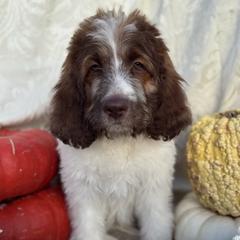 Sky - Mahogany and white female Saint Berdoodle puppy in Chicago, Illinois from Gentle Giant Saint Berdoodles
