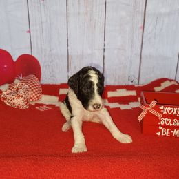 Poodle Puppies from Caboodles of Poodles