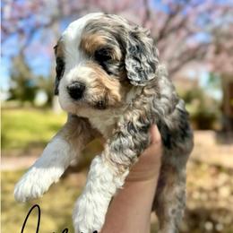 Cirie - Merle female Bernedoodle puppy in Ammon, Idaho from Little Stone Bernedoodles