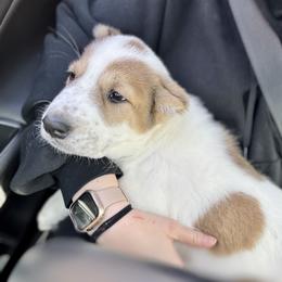 No Collar Boy - Brindle male Central Asian Shepherd Dog puppy in Markleysburg, Pennsylvania from Wolf Mountain Farm