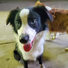 Miniature Australian Shepherds from Arukah Aussies